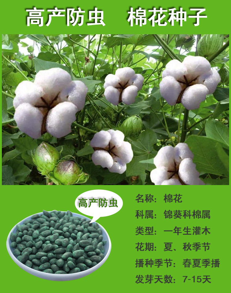 棉花种子有哪些品种(棉花种子有哪些品种图片)