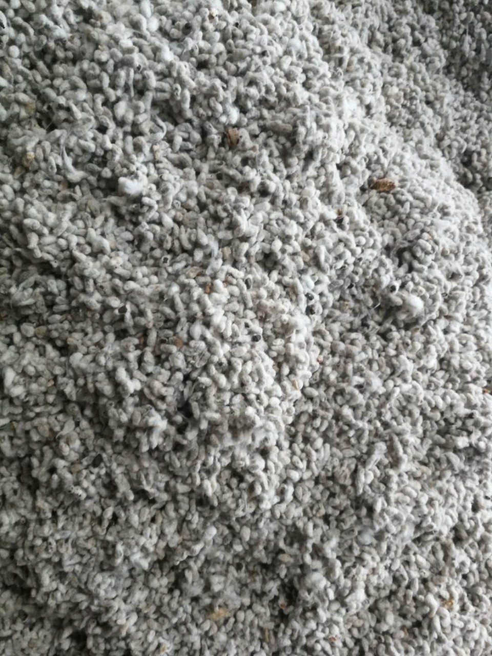 棉花种子有哪些品种(棉花种子有哪些品种图片)