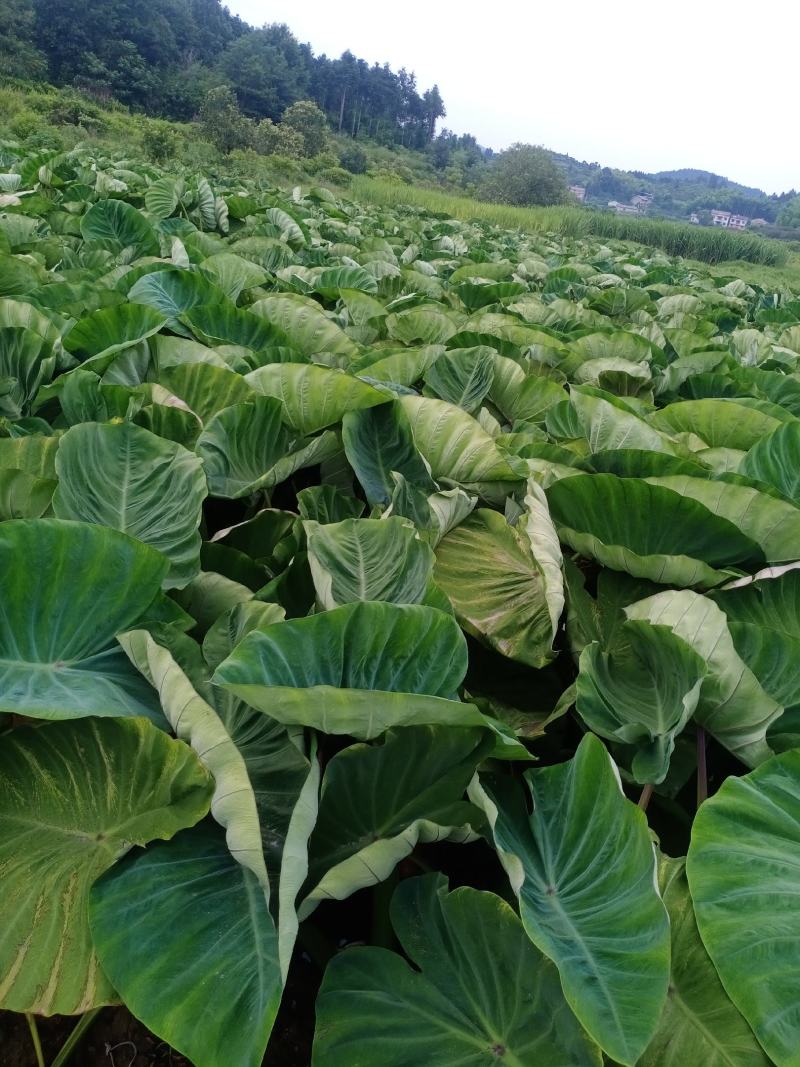 槟榔芋水田种植技术与管理(槟榔芋水田种植技术与管理视频)