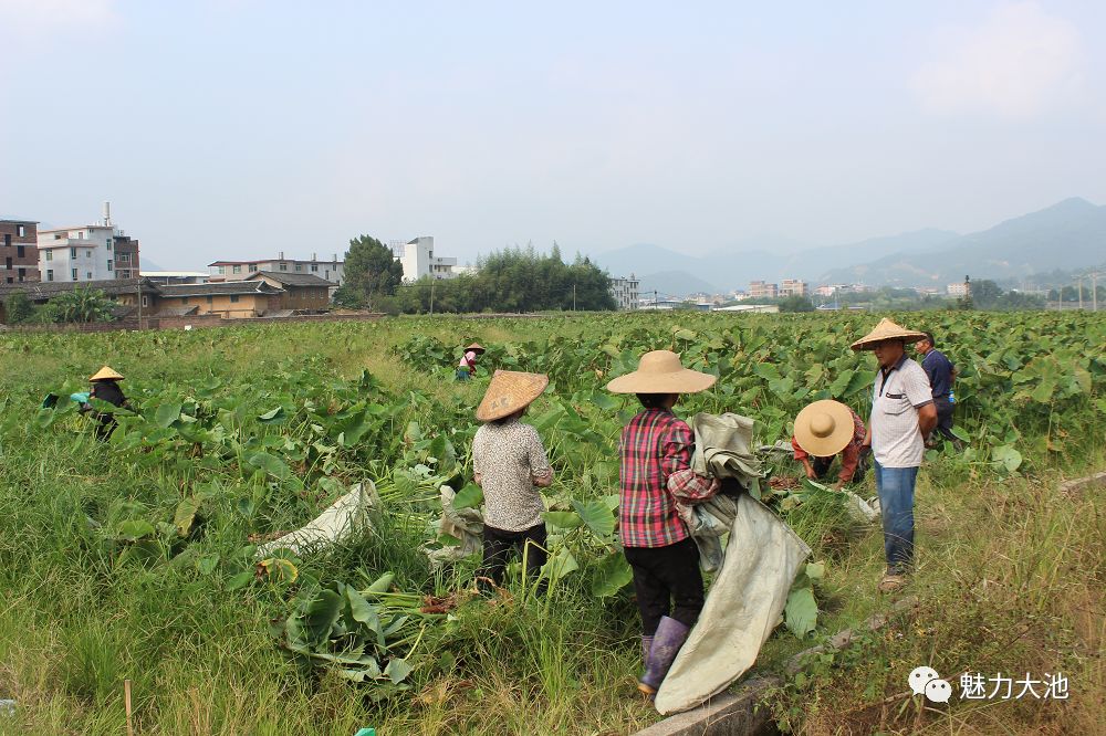 槟榔芋水田种植技术与管理(槟榔芋水田种植技术与管理视频)