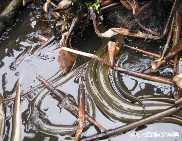 黄鳝养殖技术水泥池(水泥池养黄鳝怎样建池)
