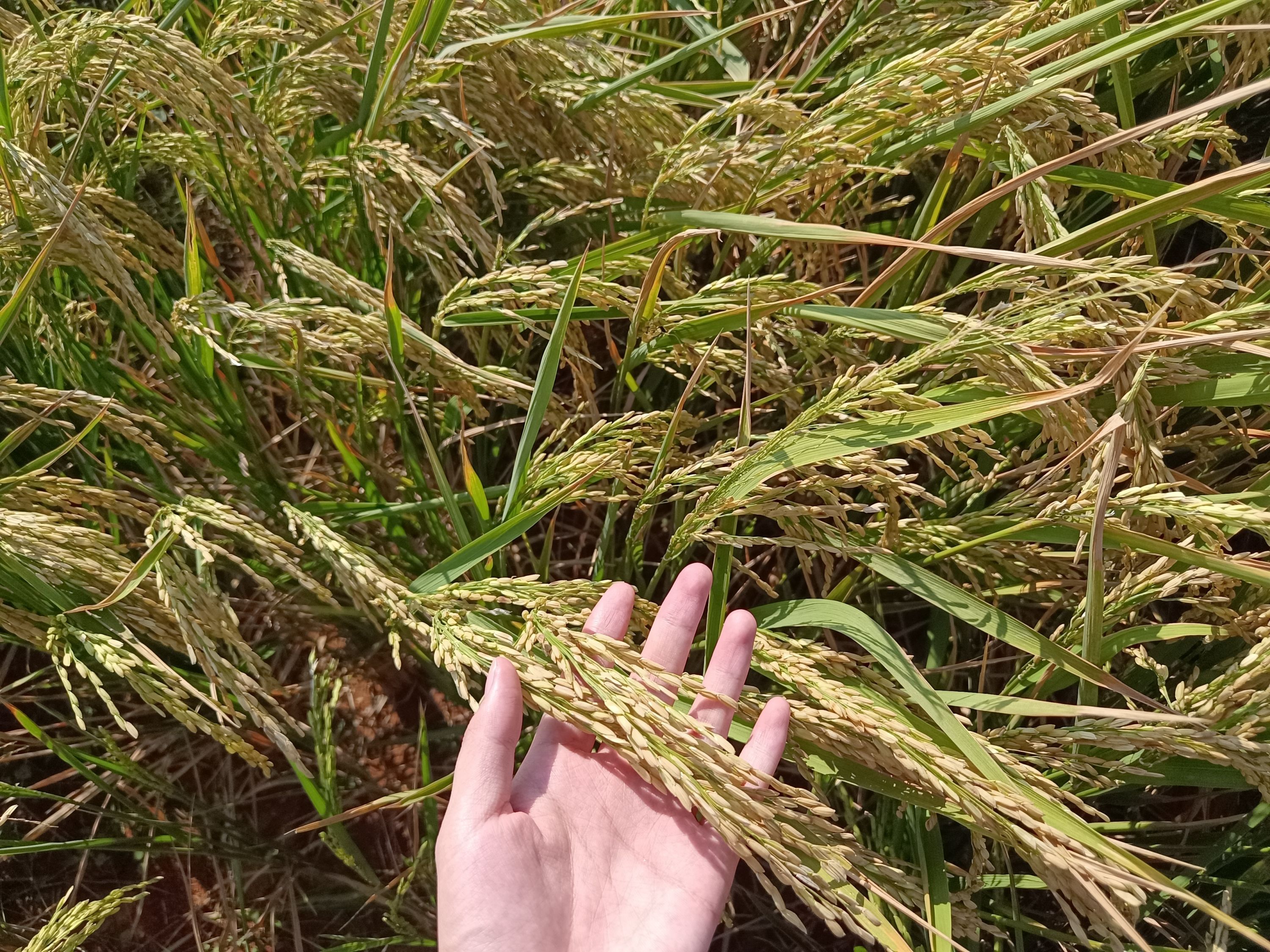 旱稻种植方法(旱稻种植方法,旱稻怎么施肥,旱稻和水稻的区别)