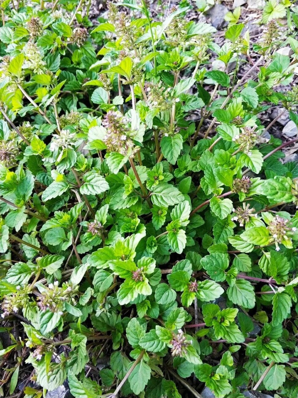 止痒的草(止痒最快的草第一名)