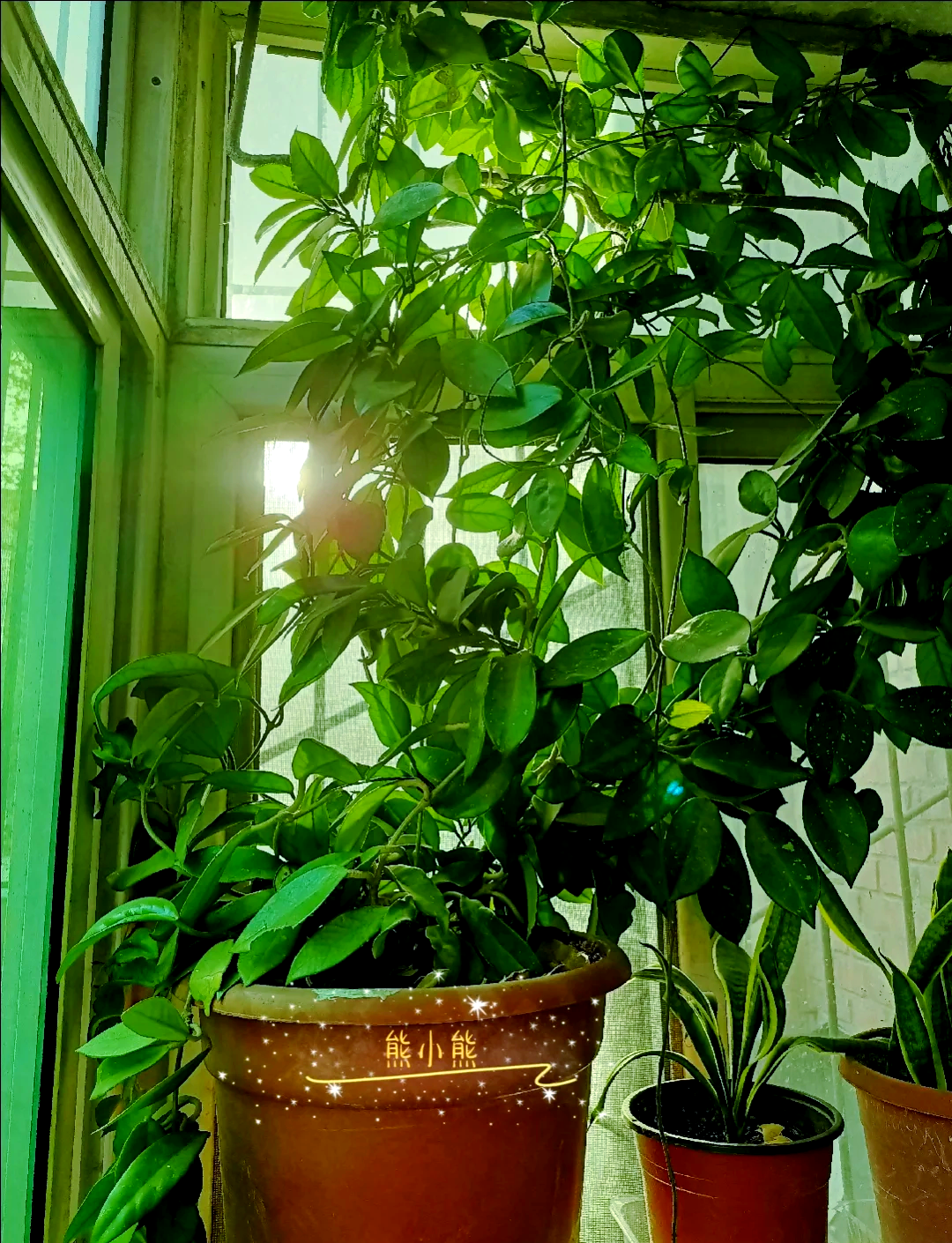 球兰花养殖技巧(球兰花的养植方法)