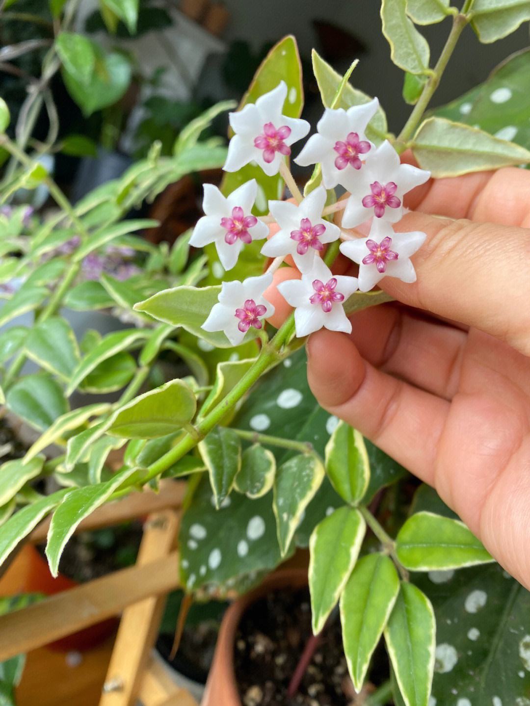 球兰花养殖技巧(球兰花的养植方法)
