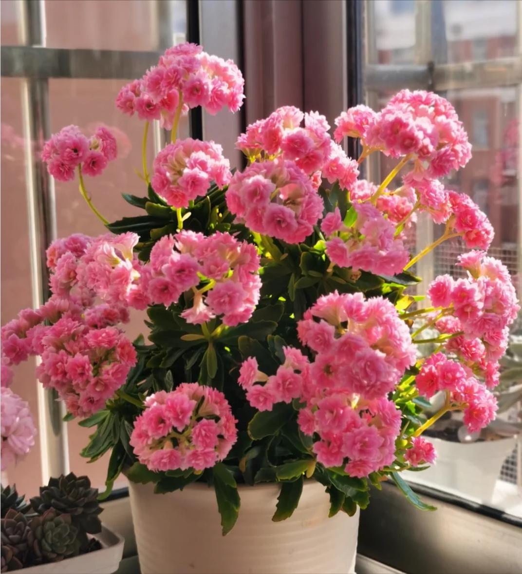 长寿花冬季养殖方法(长寿花冬季养殖方法图解)