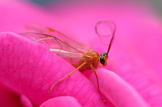 花土里的小飞虫(花盆里小黑飞虫最怕三个东西)