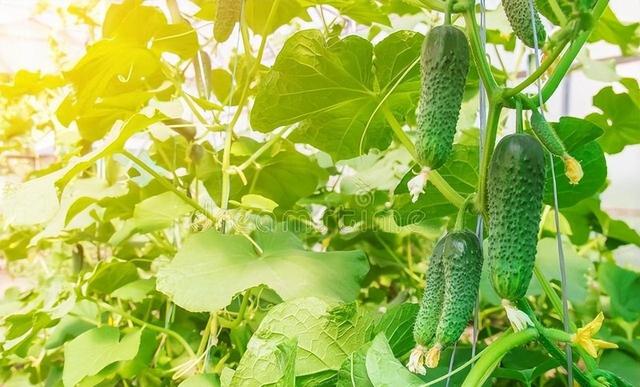 玉米在哪个节气种植较好(3 玉米在哪个节气种植较好)