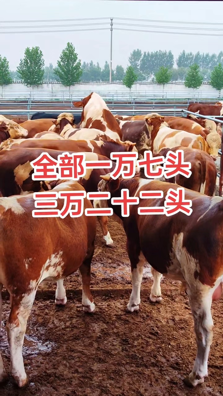 怎么养殖肉牛(怎么养殖肉牛最好)
