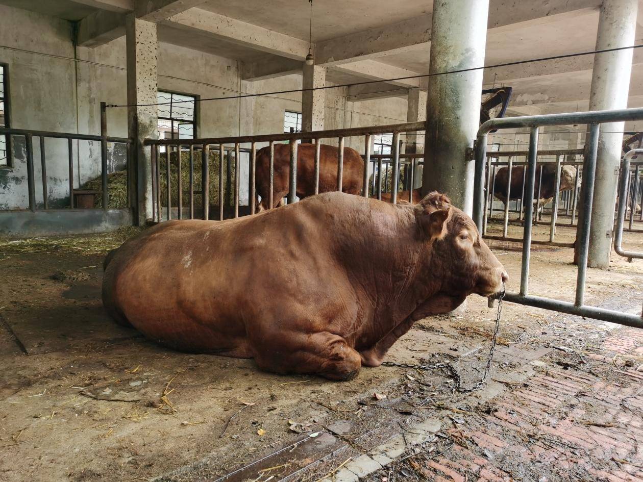 怎么养殖肉牛(怎么养殖肉牛最好)