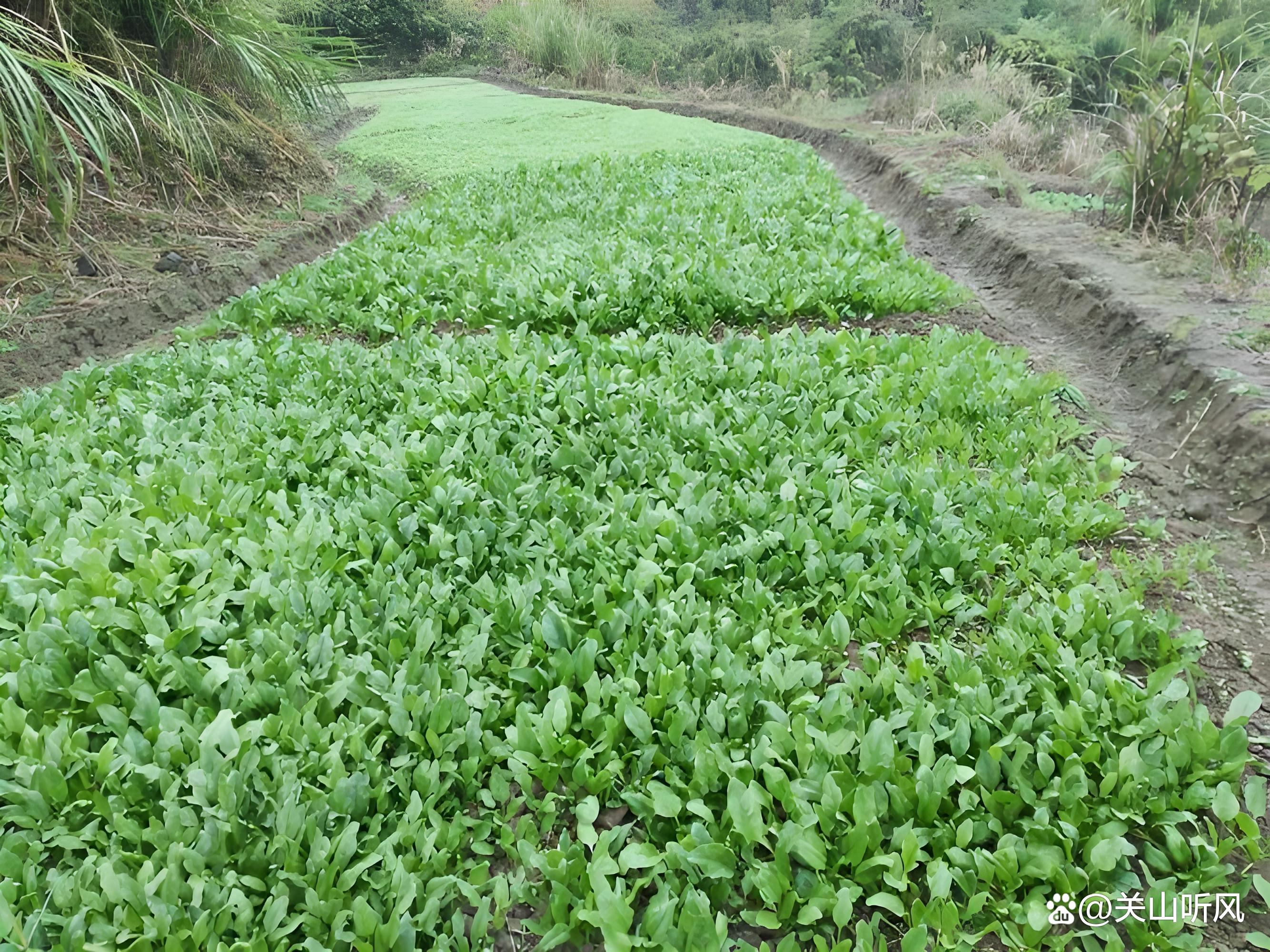 菠菜适合什么时候种植(菠菜适合什么时候种植最好)