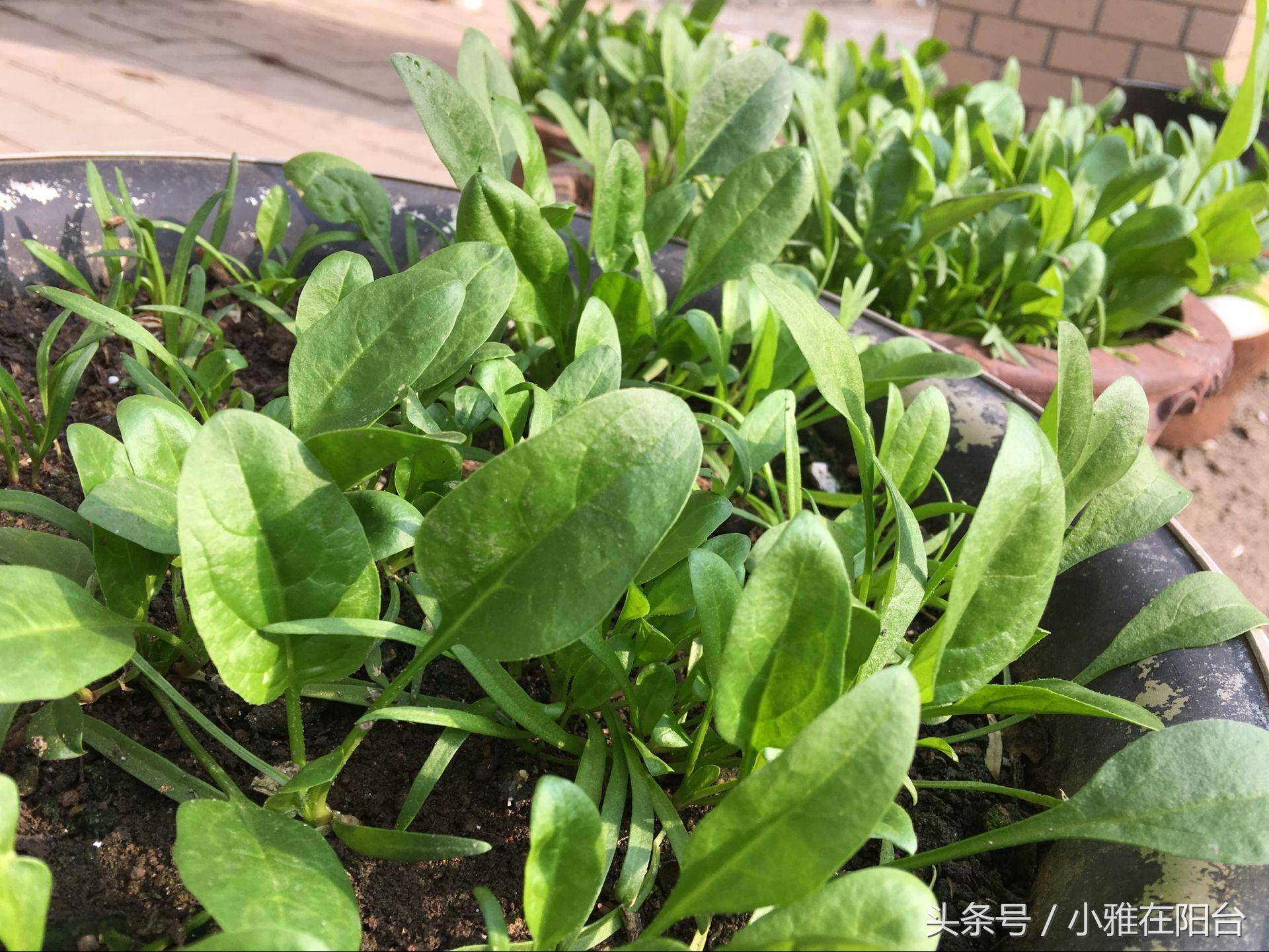 菠菜适合什么时候种植(菠菜适合什么时候种植最好)