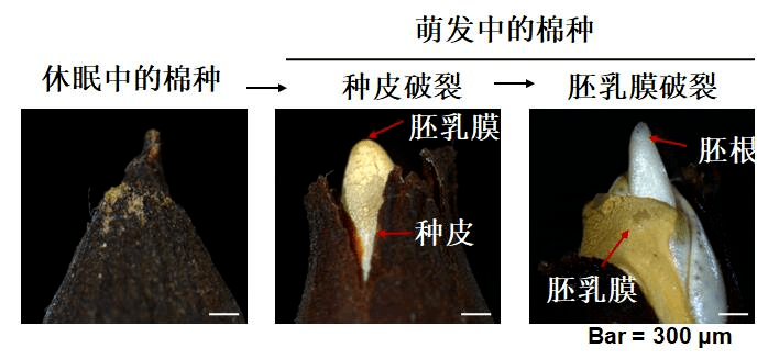 韩国棉花种子(韩国棉花种子图片)
