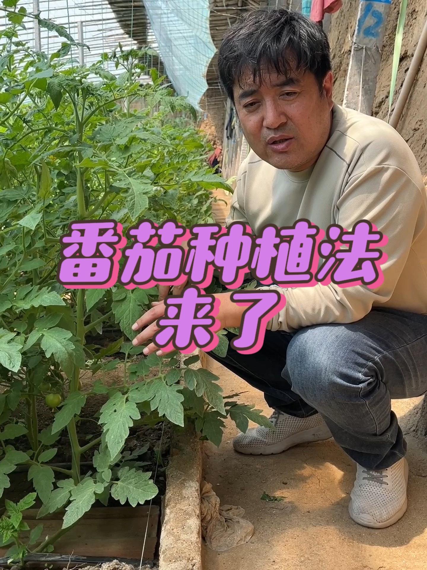 西红柿的种植方法和管理技术视频(西红柿的种植方法和管理技术视频讲解大全)
