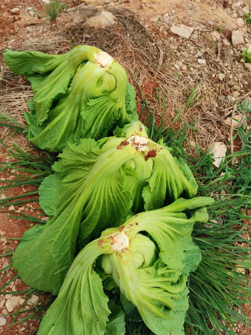 早芥菜(早芥菜图片大全)