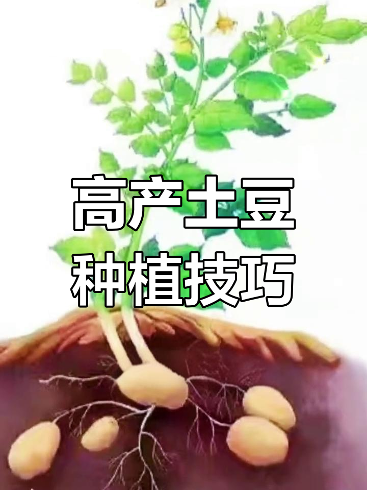种土豆方法(种土豆方法图片)