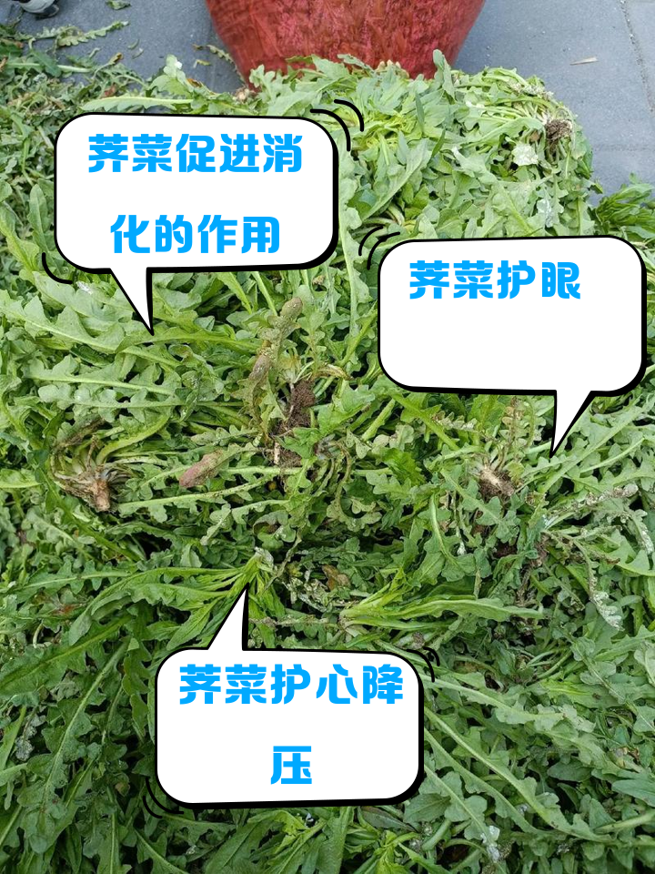 甜荠菜的功效(春天荠菜的功效)