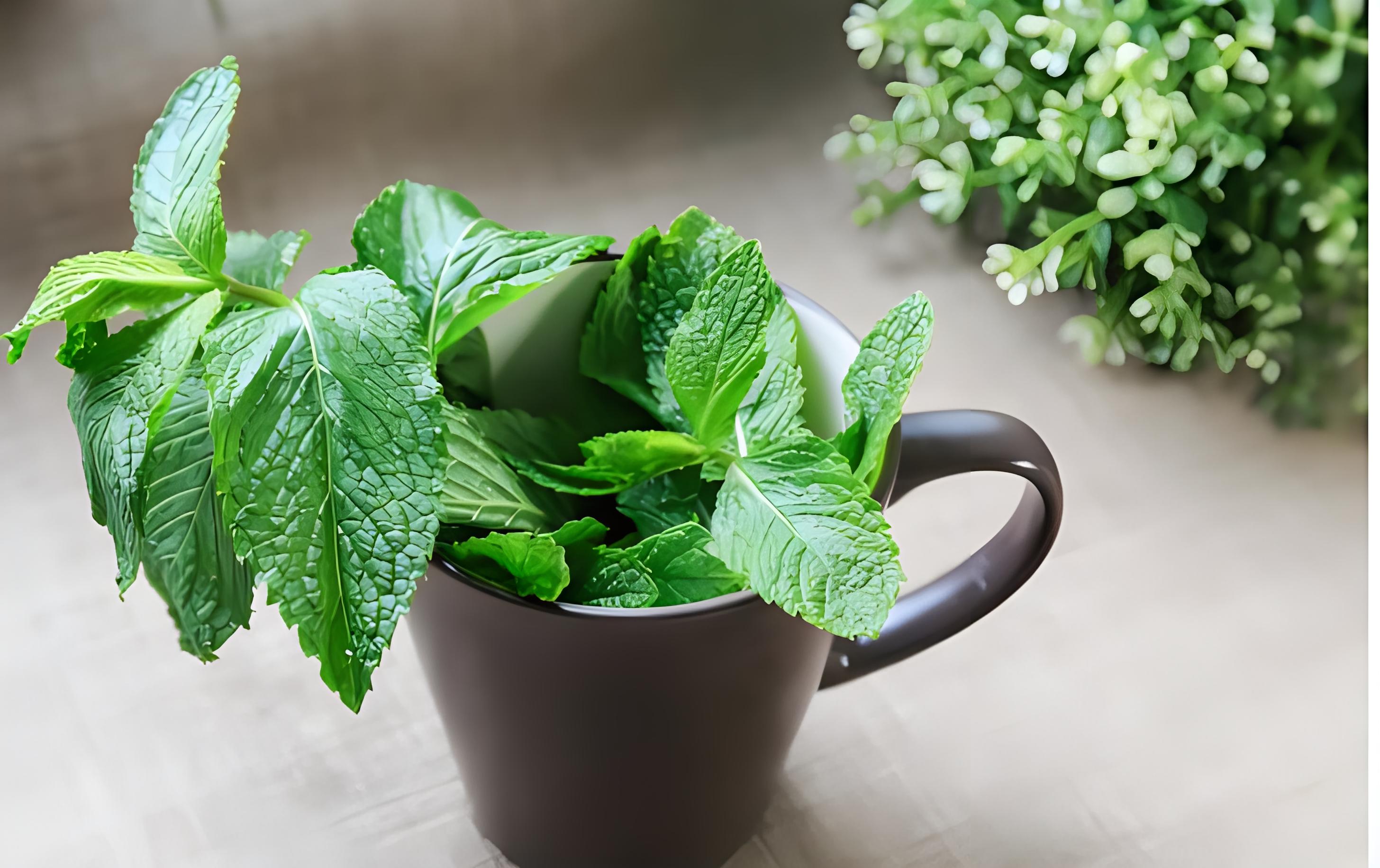 薄荷病害防治(薄荷病害图谱大全)