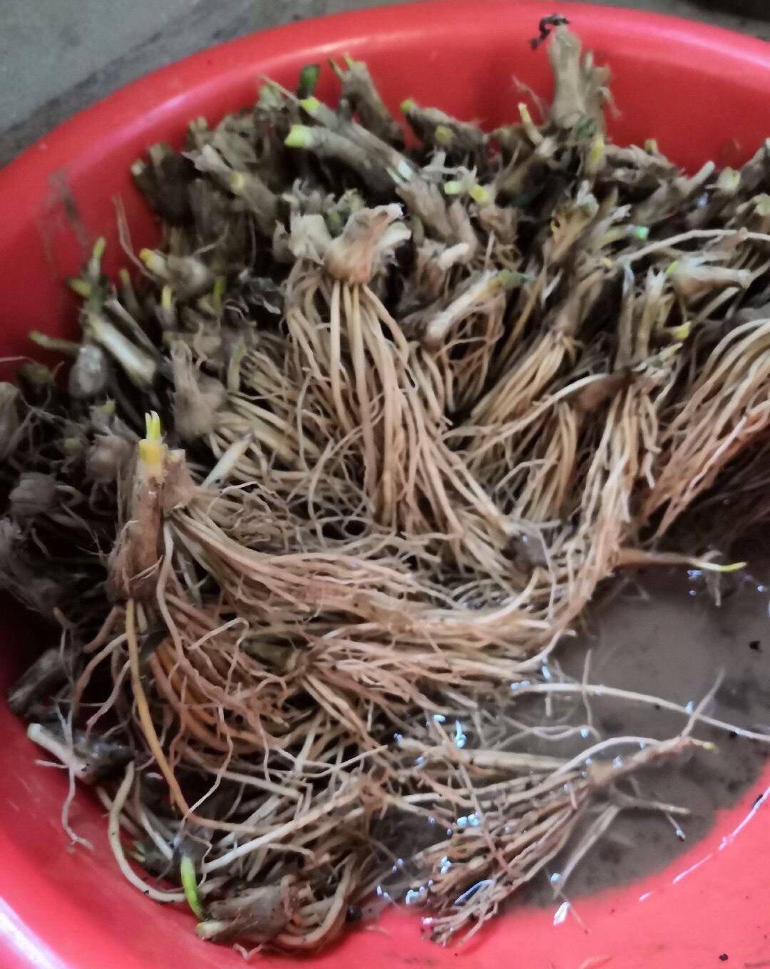 韭菜种植最简单方法(韭黄的种植方法和时间)