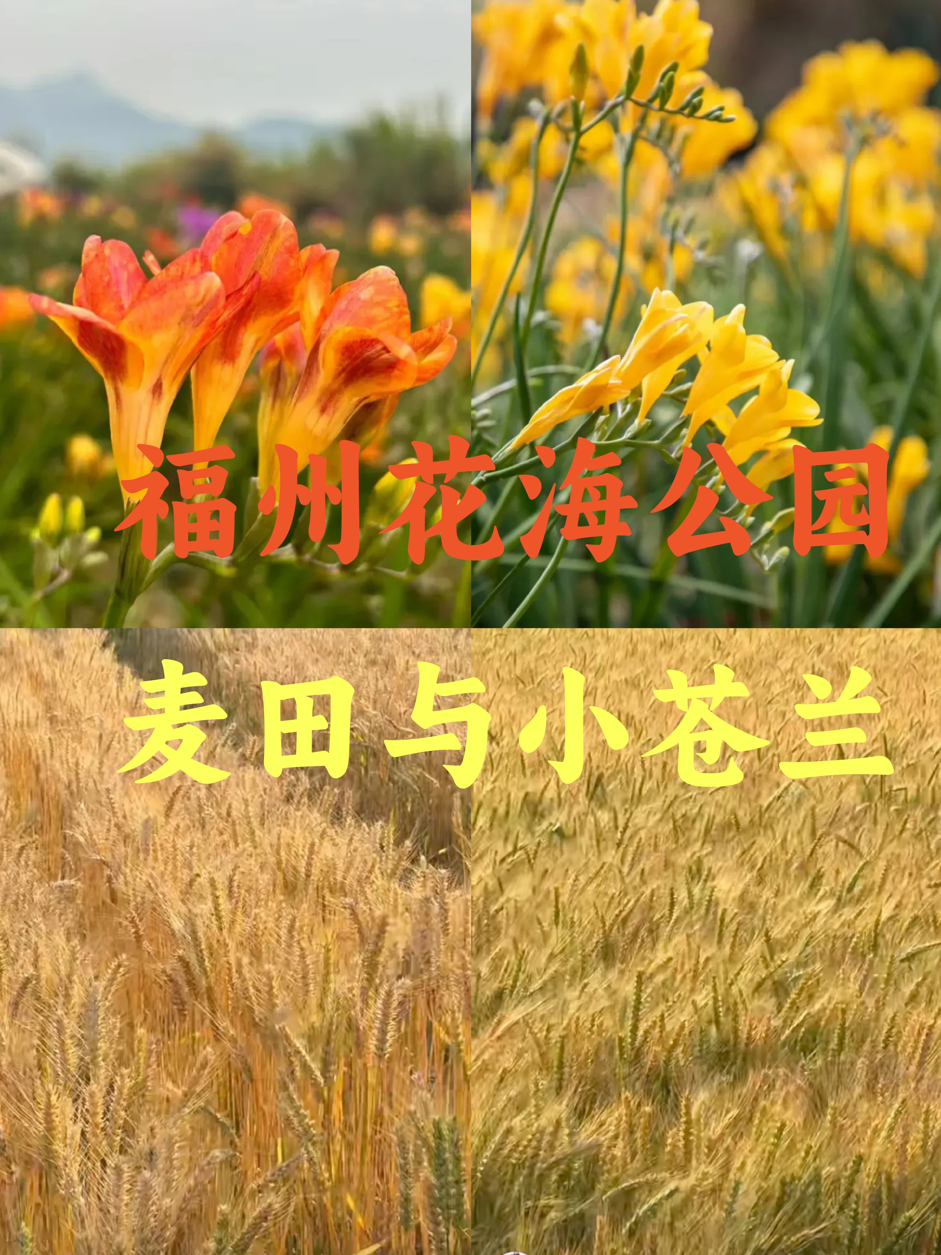 种植水稻的时间(水稻是几月份开始播种的)