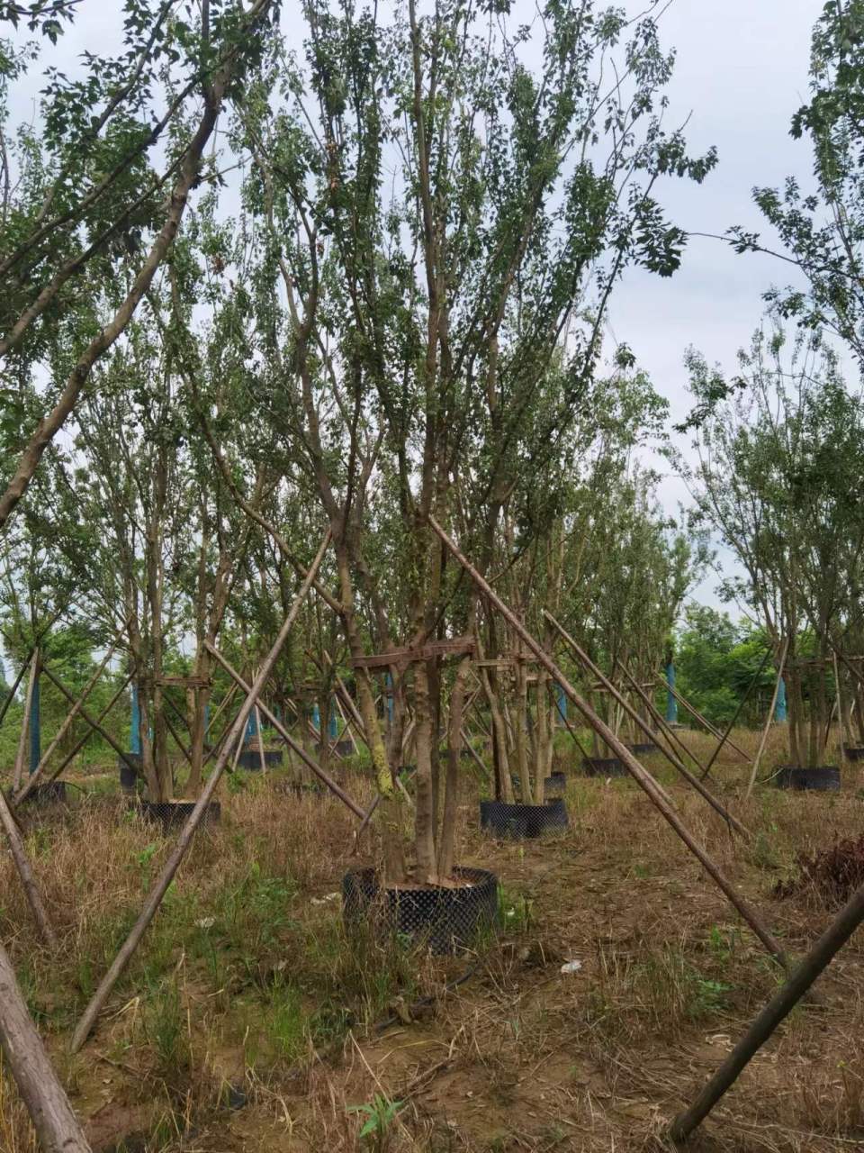 培育绿化苗木(培育绿化苗木的意义)