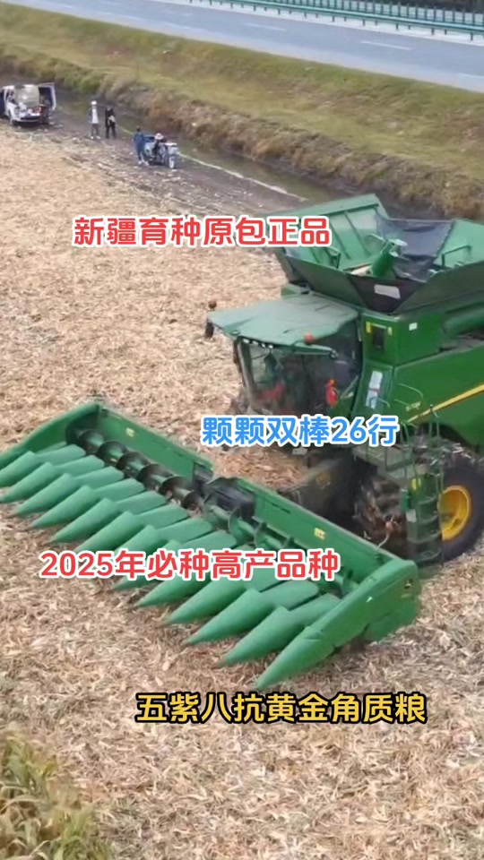 双棒玉米品种有哪些(玉米双棒多穗对产量有无影响)