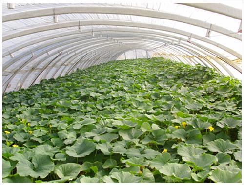 北京种植技术(北京现在适合种什么菜)