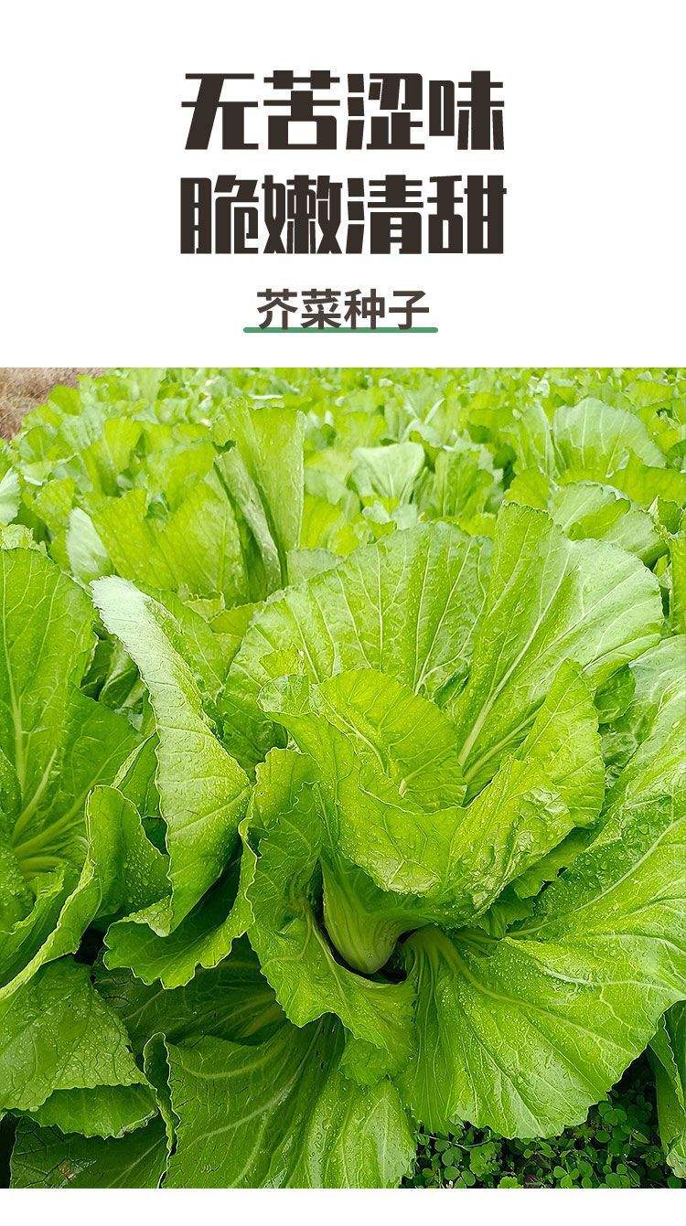 芥菜是青菜的一种吗?(芥菜是青菜的一种吗为什么)