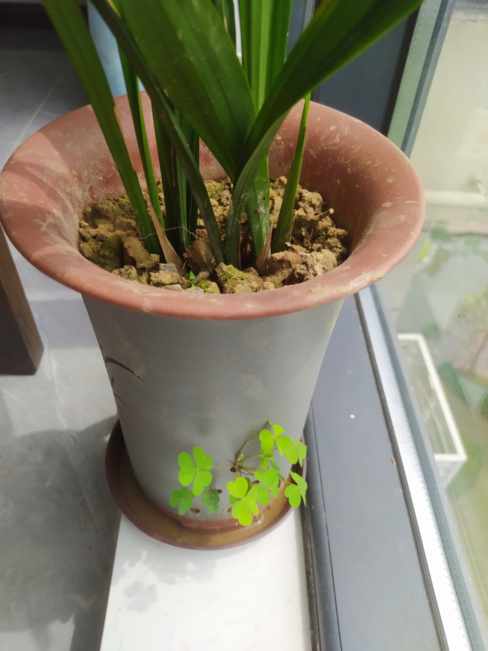 夹缝里的草(夹缝丛生的小草)