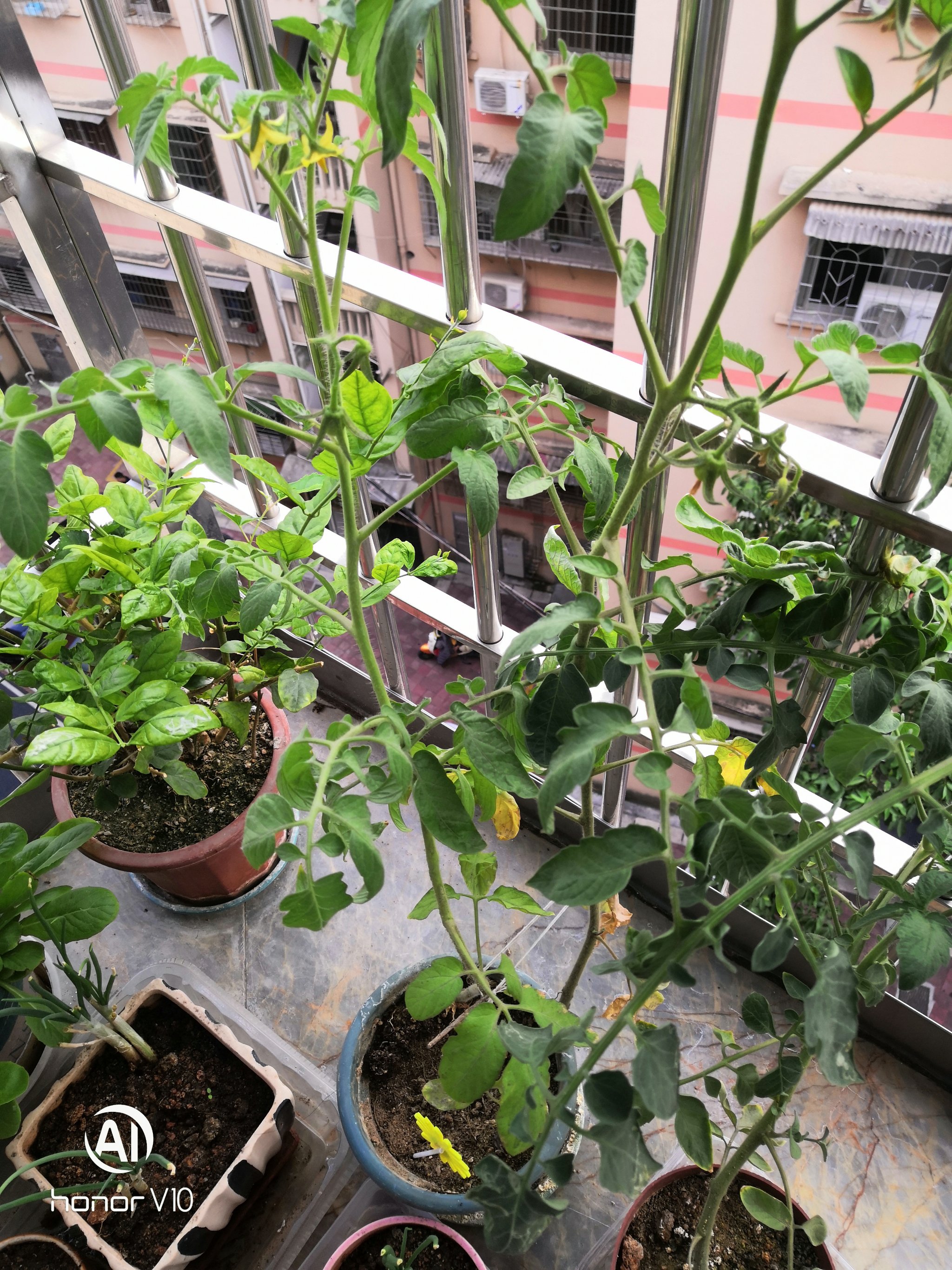 家庭种植西红柿(种植西红柿的方法和步骤)