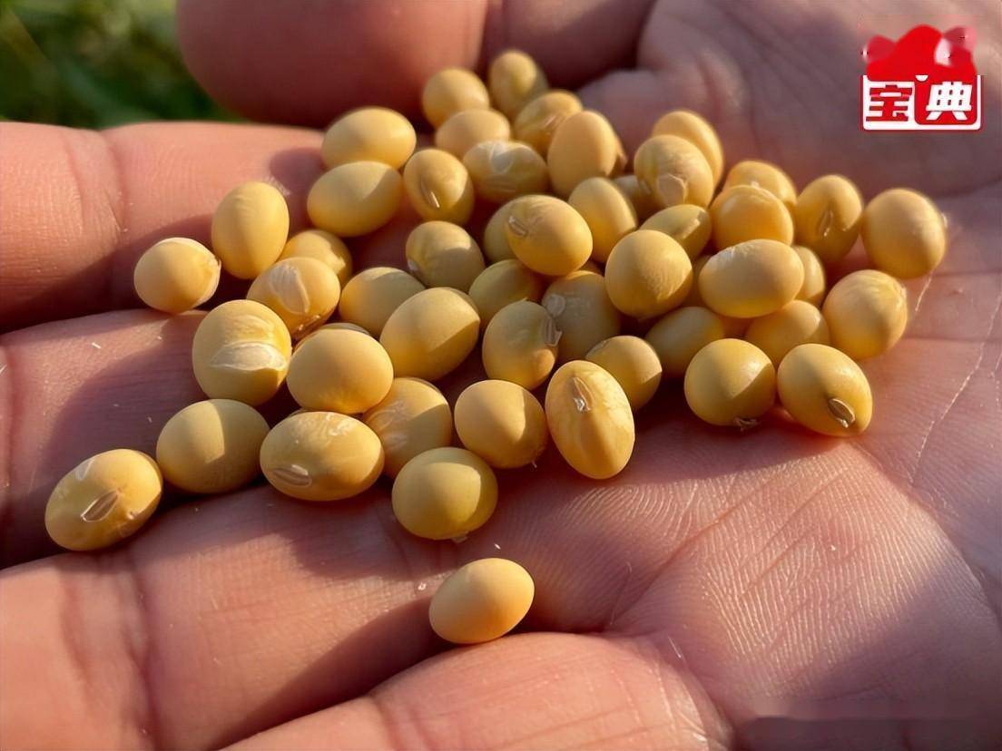 关于黄豆种6019多少钱一斤的信息