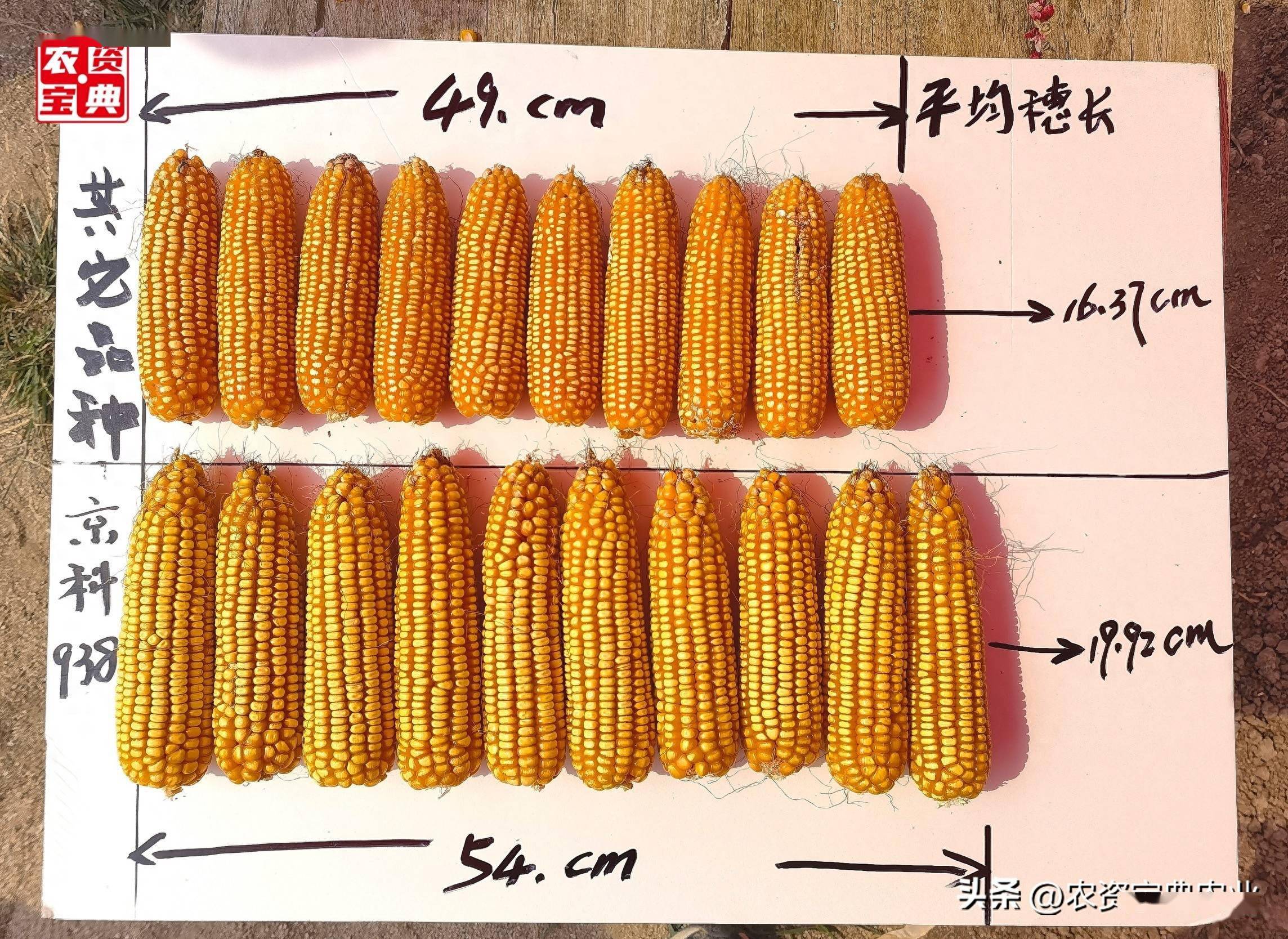 黄淮海41个玉米品种展示(2019年黄淮海优秀玉米品种展示)