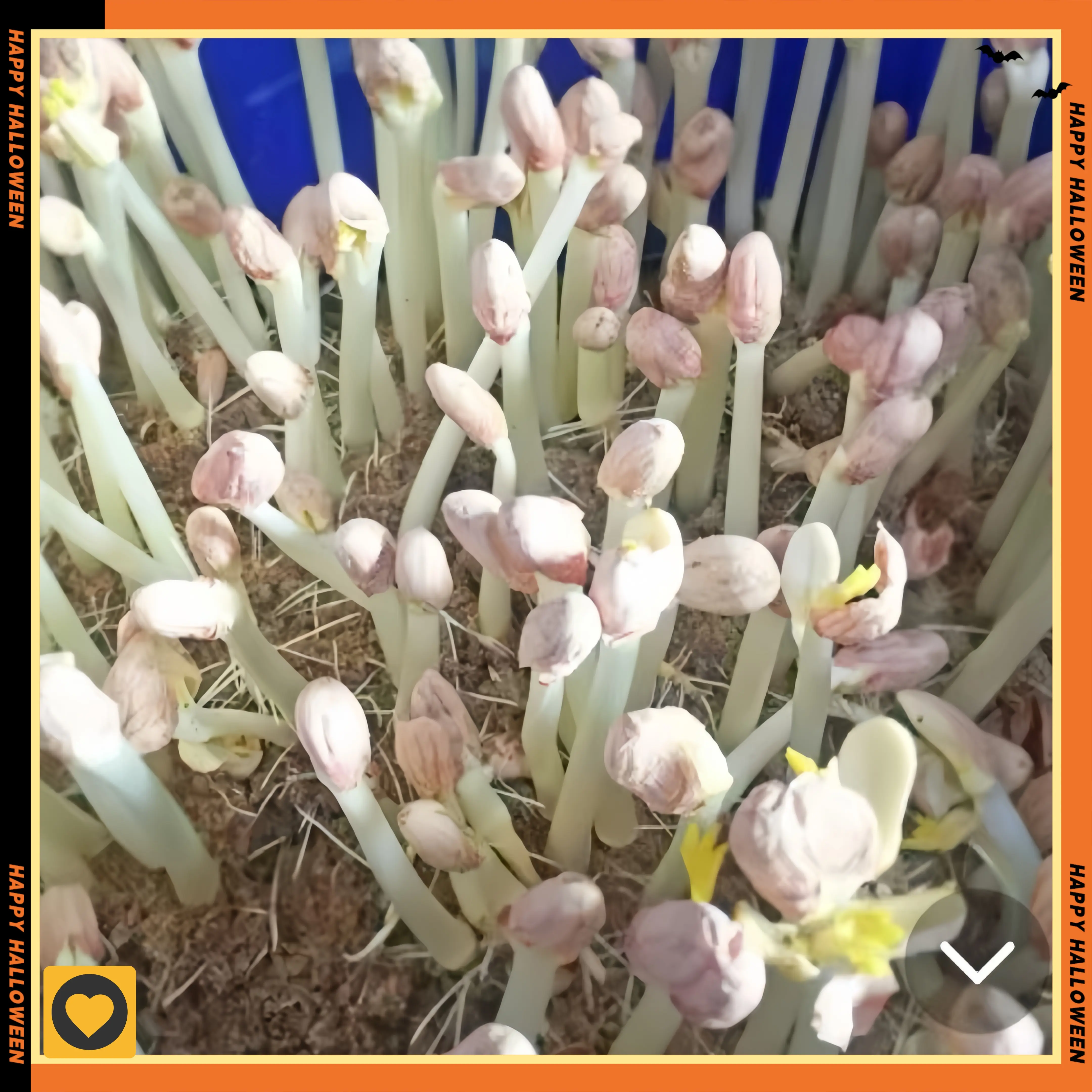 花生苗菜的种植方法(花生苗菜的功效与作用)