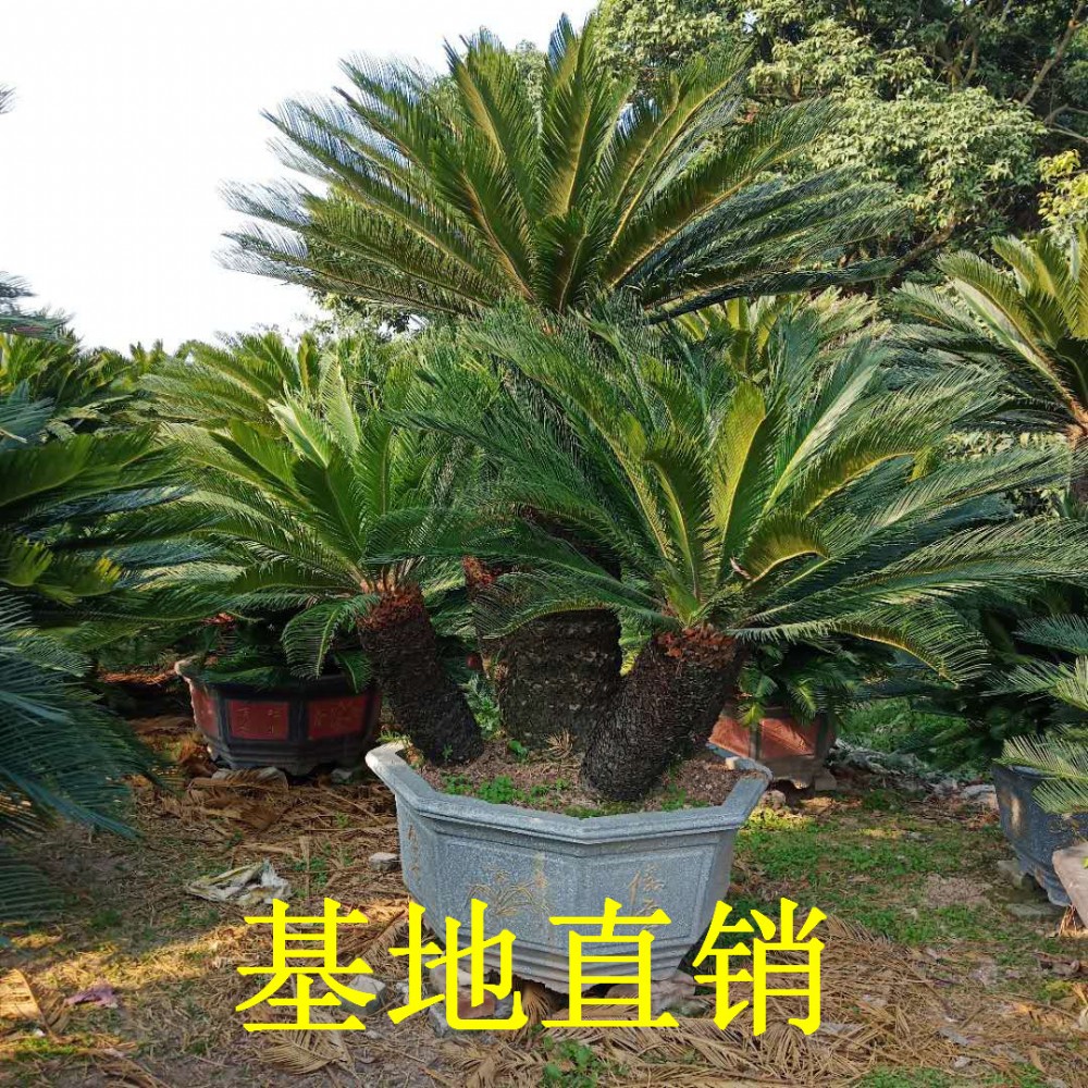 多头铁树盆景养殖方法(多头铁树盆景制作斜栽法)