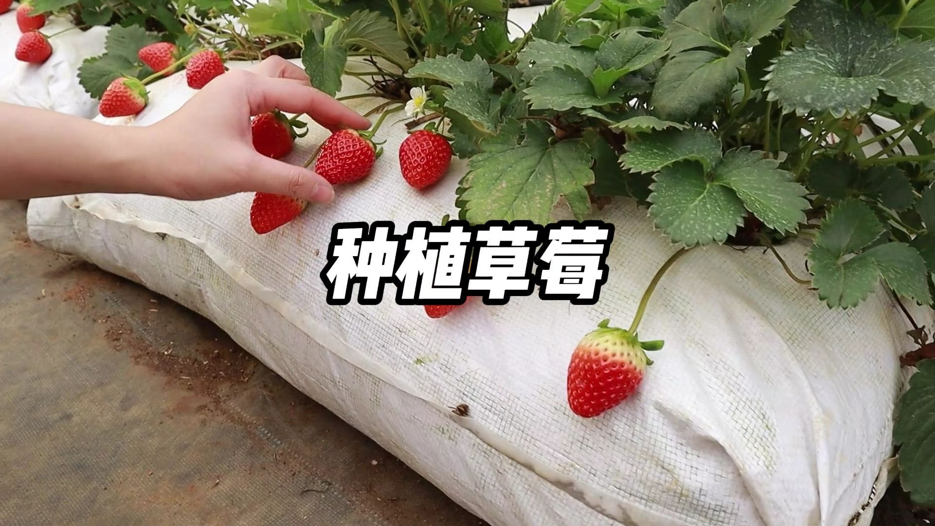 怎么在男朋友身上种草莓(如何在男朋友脖子上种草莓)