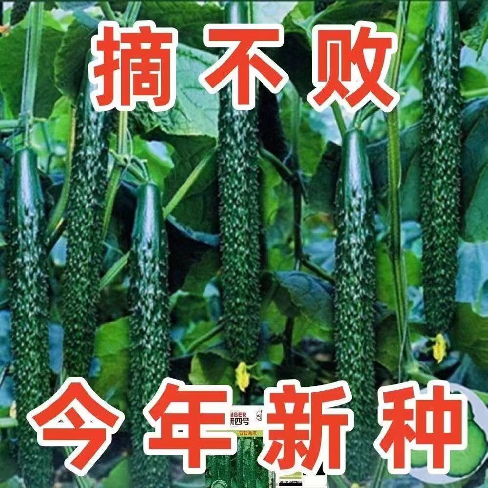 津研四号黄瓜种植管理(津研4号黄瓜怎样种植)