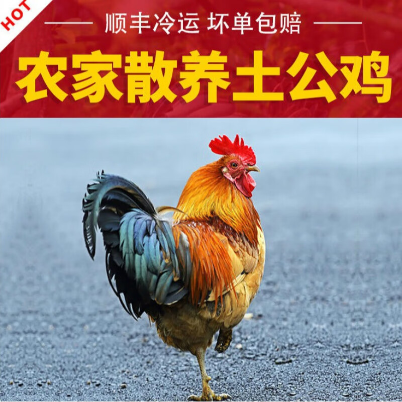 散养鸡一平方养多少只(散养鸡2000只要投资多少)