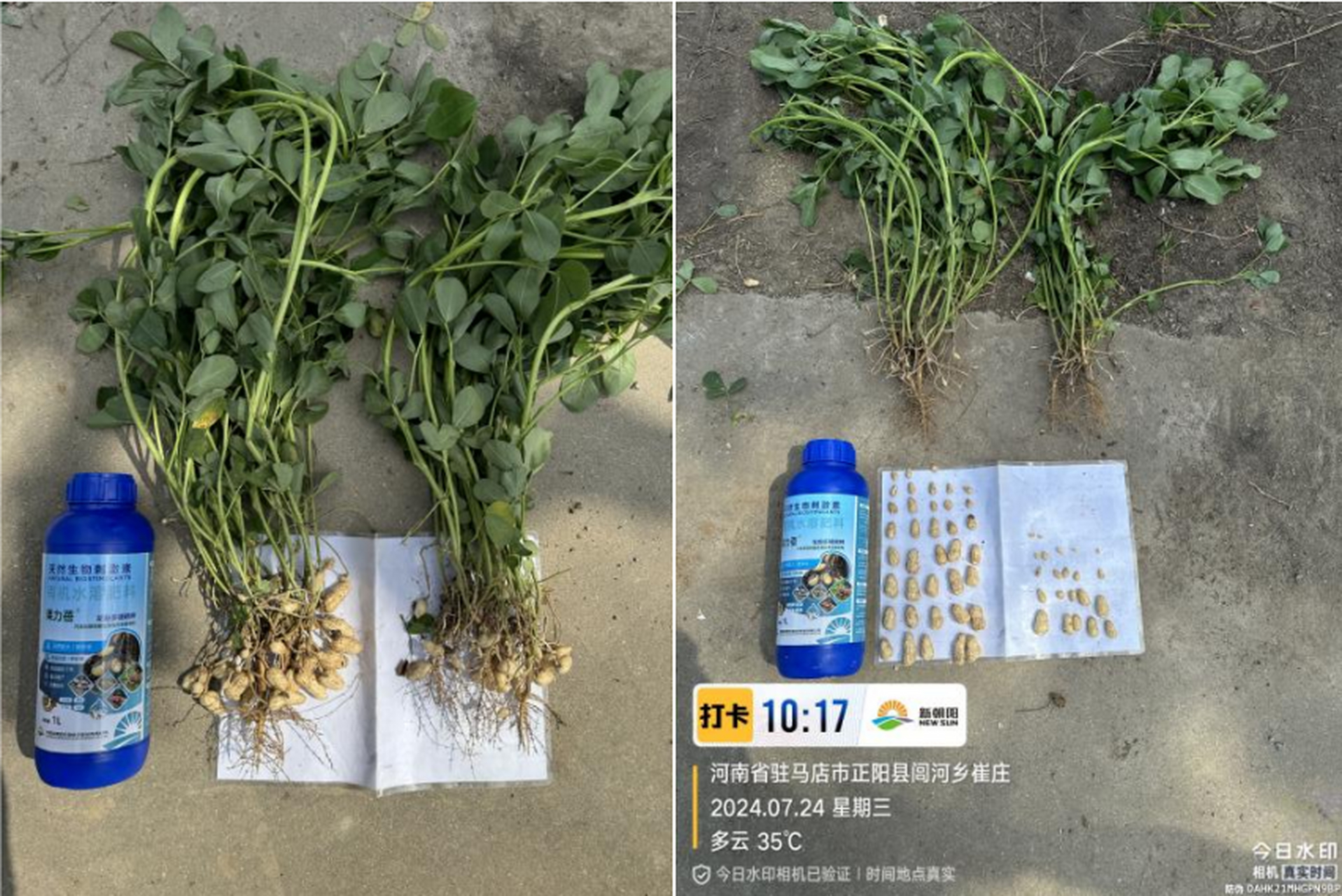 大花生是转基因的吗(花生是不是转基因食品)