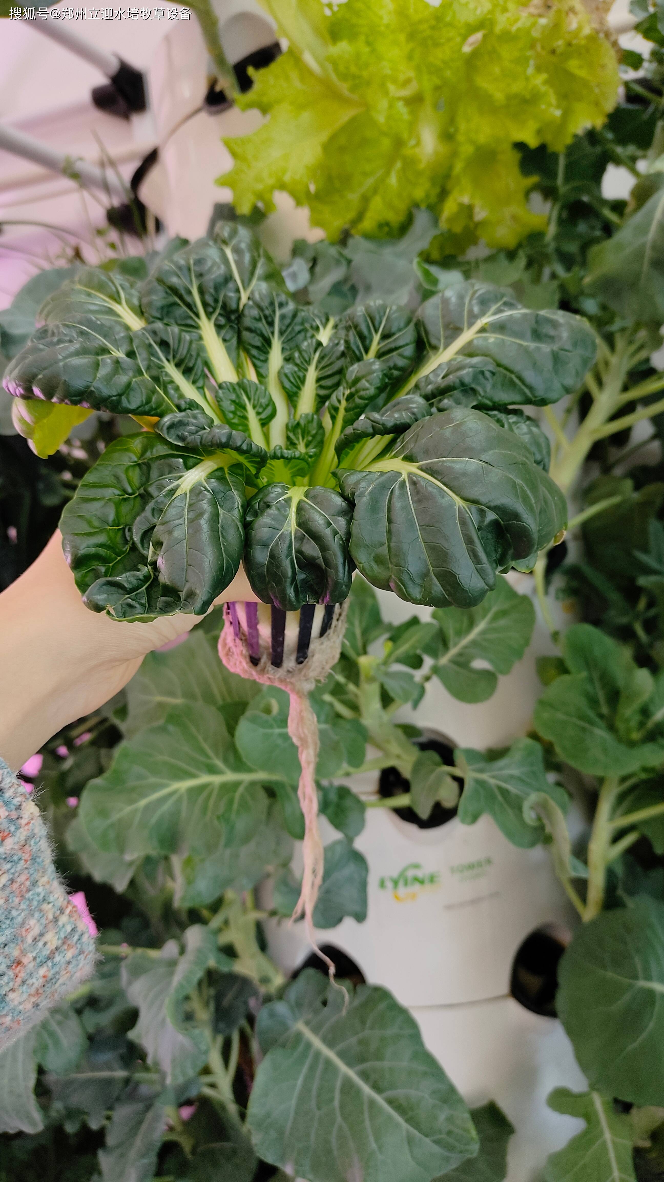 蔬菜无土栽培新技术无土栽培蔬菜(怎样才能进行蔬菜的无土栽培,即需要的基本设施与材料)