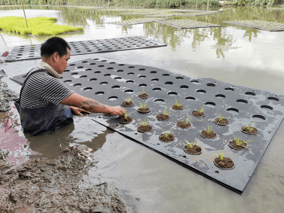 水面种植水稻技术(水面种植水稻技术视频)
