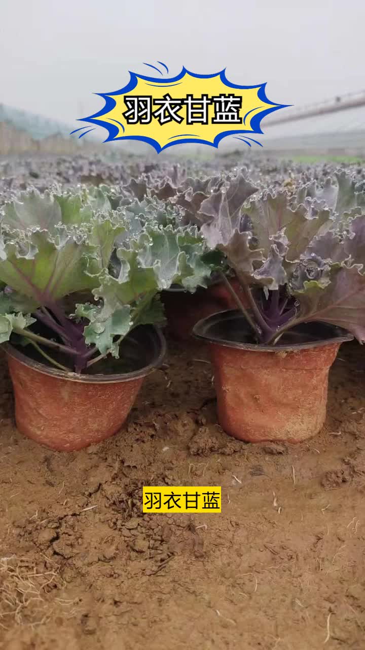 羽衣甘蓝苗期(羽衣甘蓝苗期温湿度多少)