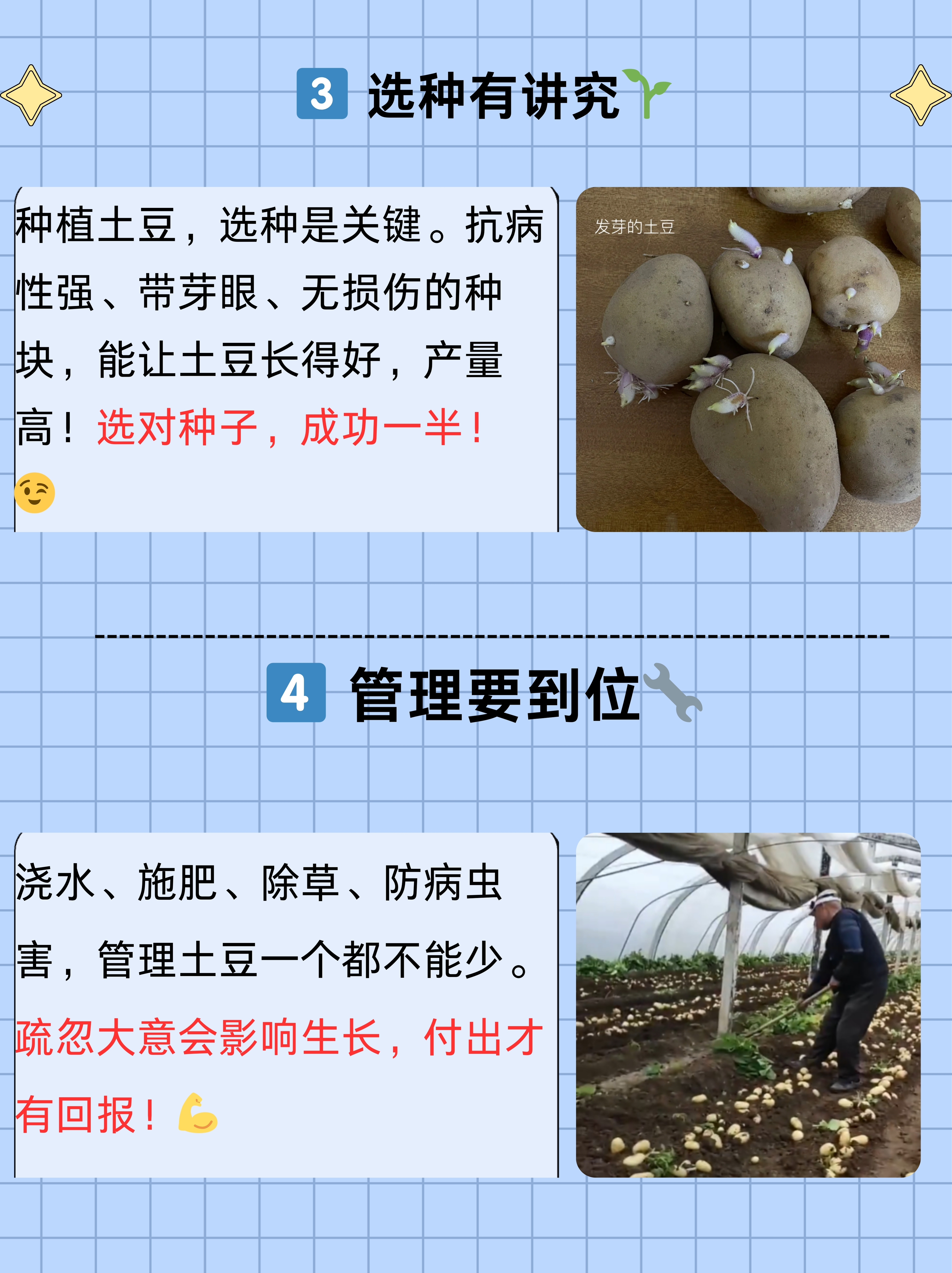 麦肯土豆种植技术(麦肯一号土豆亩产量)