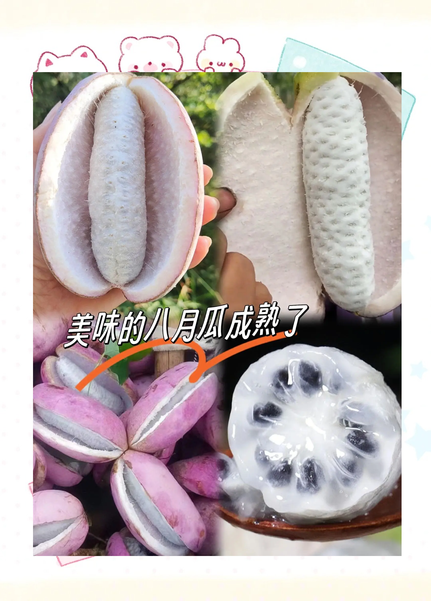 八月瓜种多久结果(八月瓜什么时候结果)