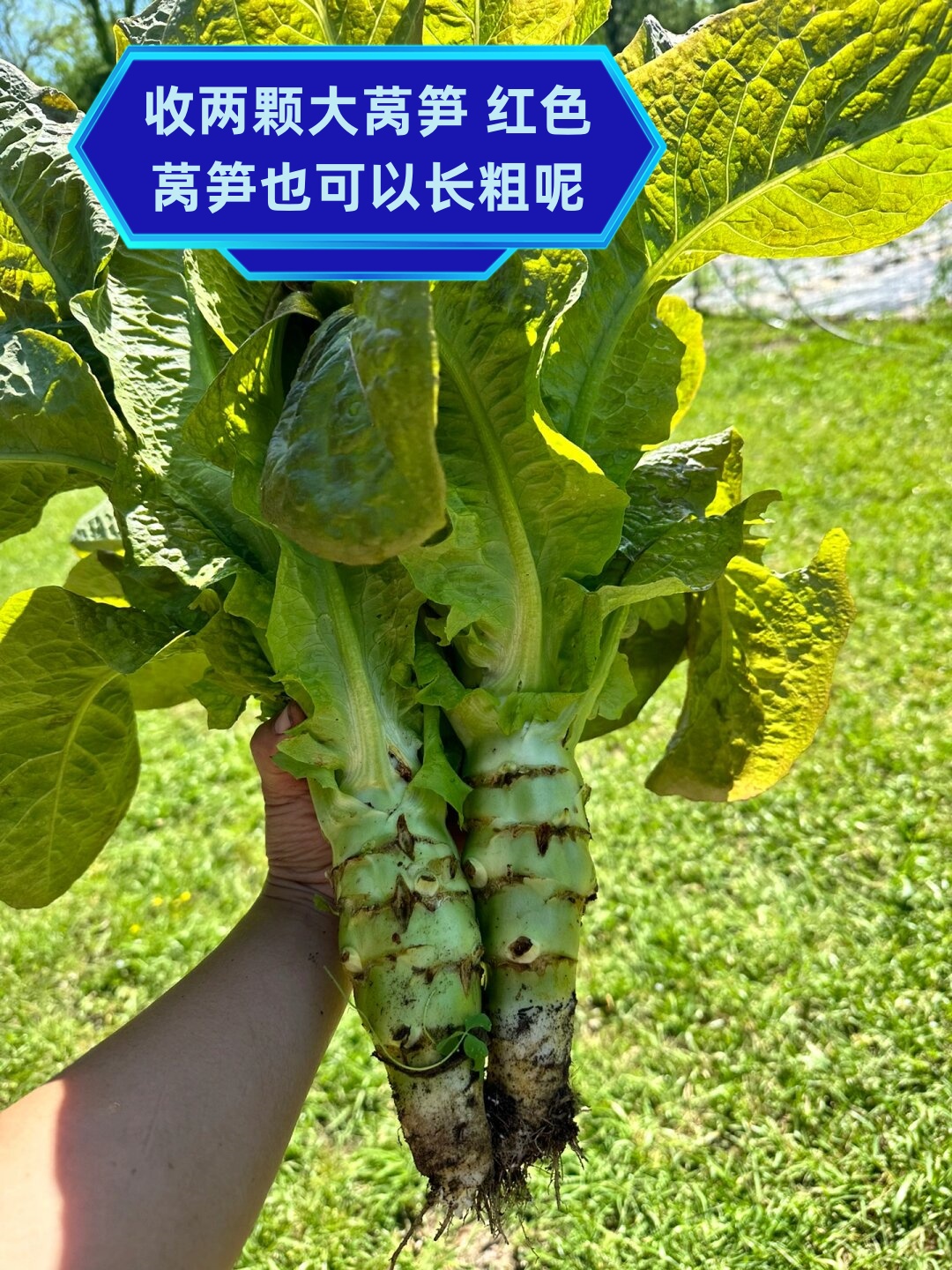 莴笋粗短(莴苣和莴笋的区别图片)