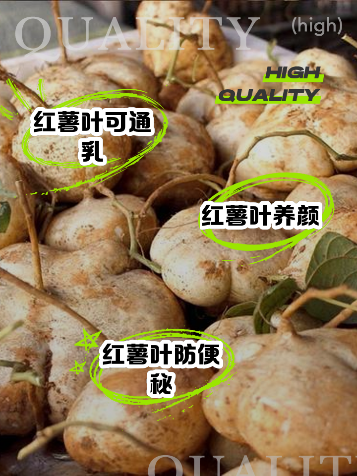 地瓜种植方法和时间种(地瓜苗的种植方法及时间)