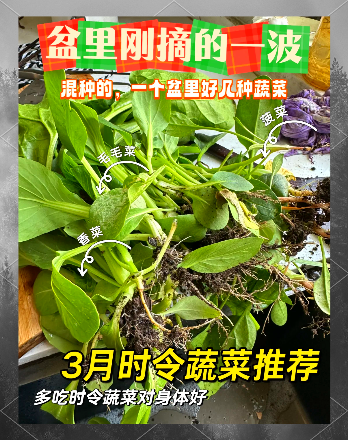 三月种的蔬菜有哪些(三月份种什么蔬菜瓜果)