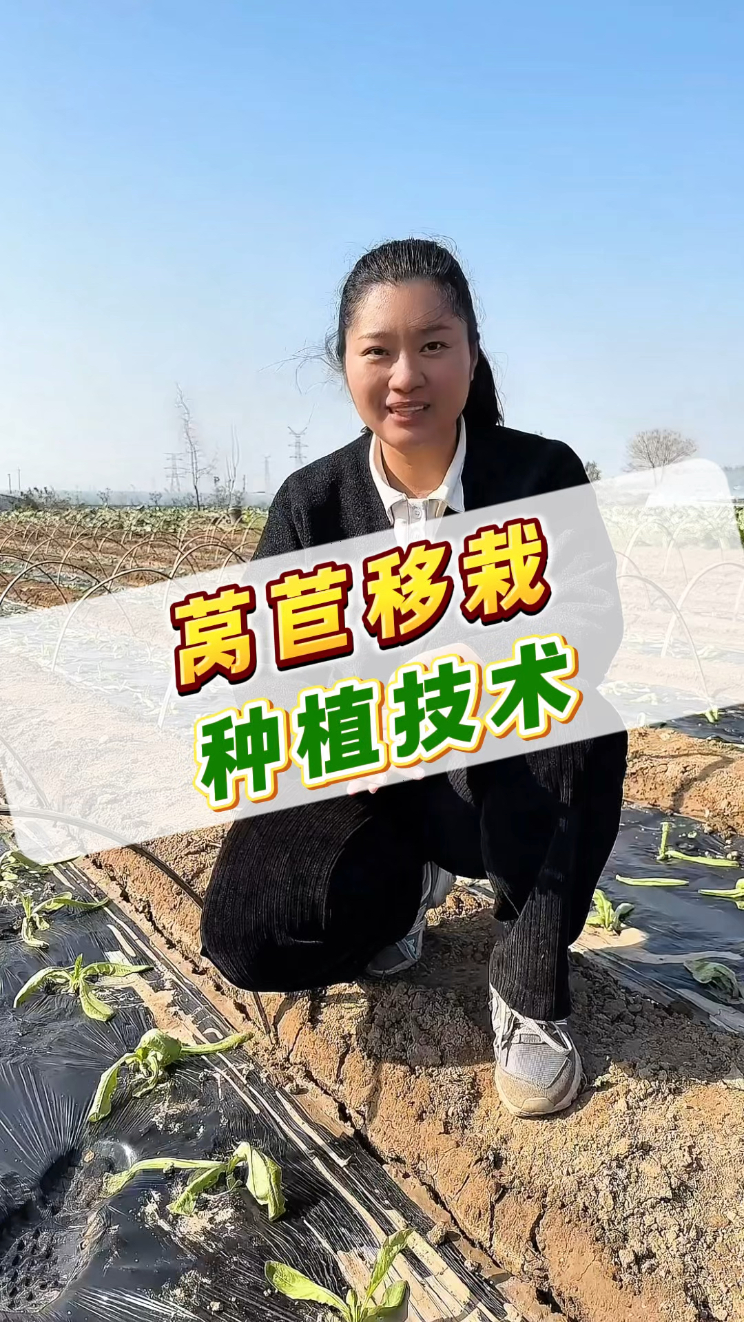 莴笋如何种(莴笋如何种植管理)