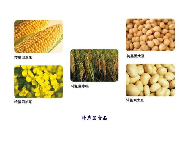 有哪些转基因生物(中国22种转基因植物)