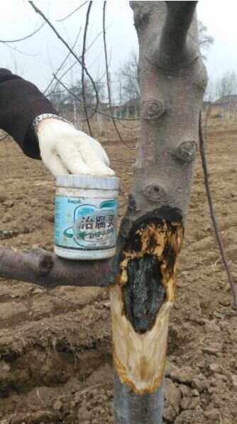 苹果树病害图谱及防治方法(苹果树病害图谱及防治方法视频)