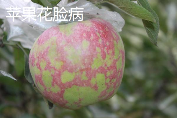 苹果树病害图谱及防治方法(苹果树病害图谱及防治方法视频)